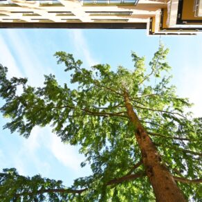 Vy upp mot högt träd i innergård mellan flerbostadshus mot blå himmel